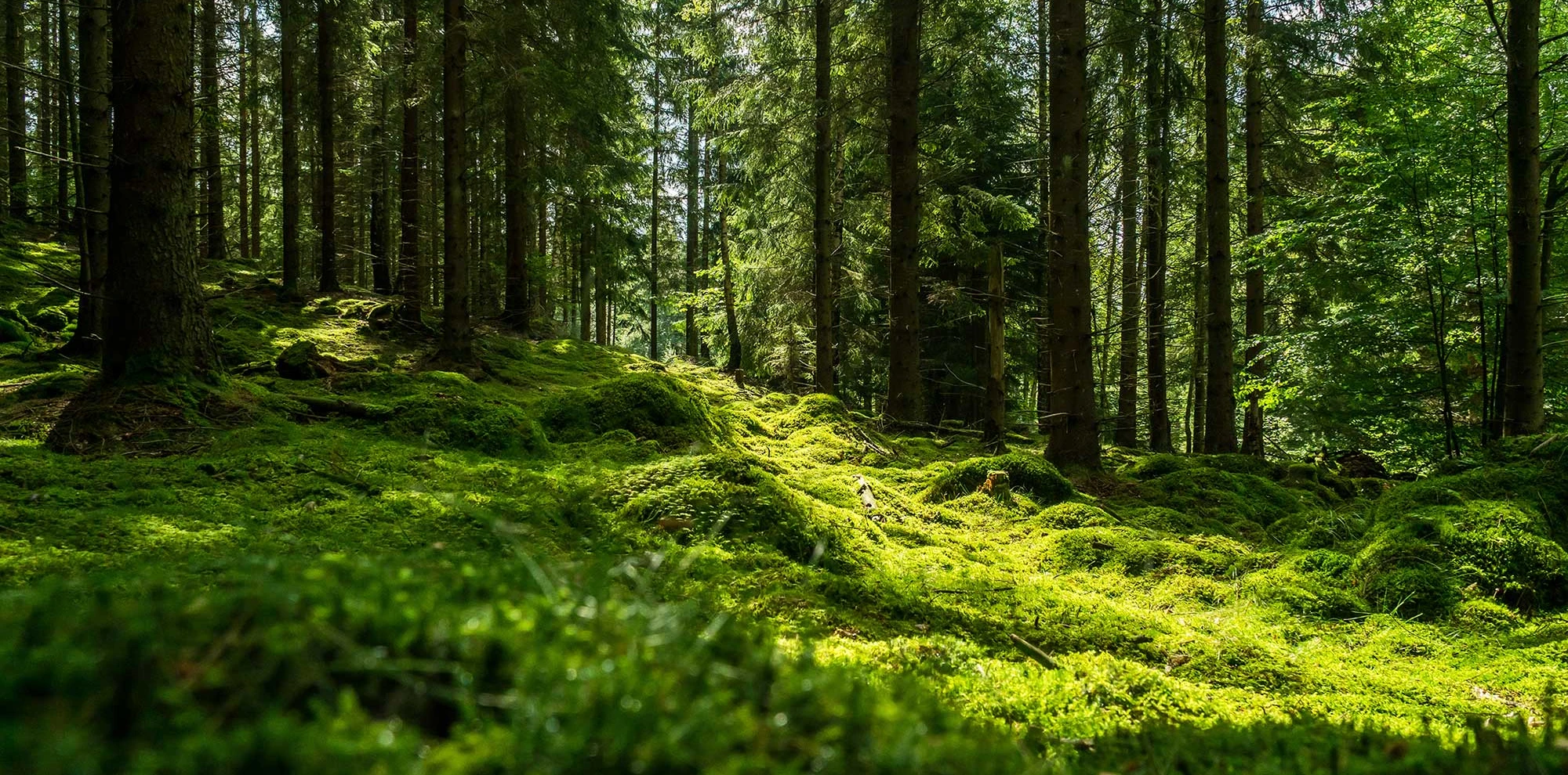 Wald